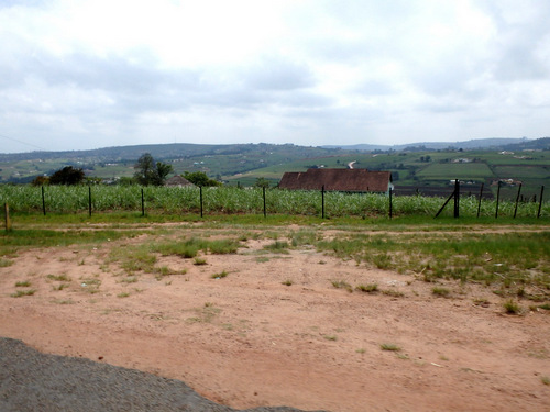 one of the last Sugar Cane plantings that we saw.